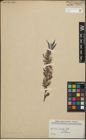 Foto von Salix hindsiana Benth.